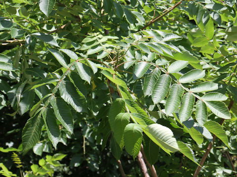 Rhus javanica