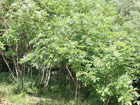 Rhus javanica