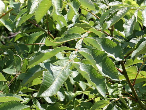 Rhus javanica