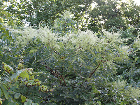 Rhus javanica