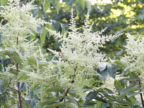 Rhus javanica