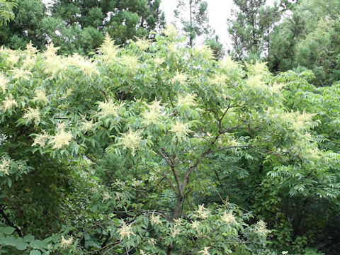 Rhus javanica