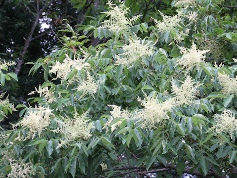 Rhus javanica