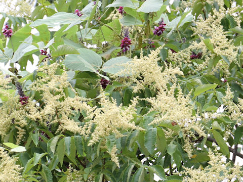 Rhus javanica