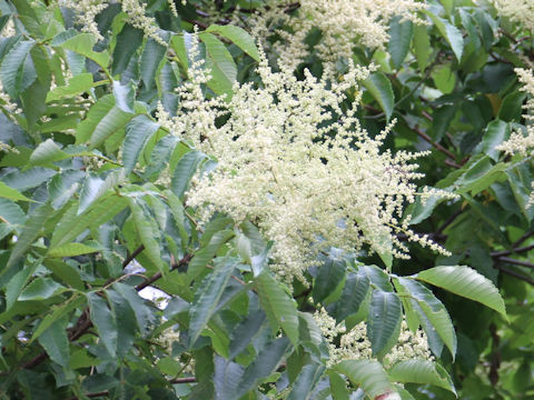 Rhus javanica