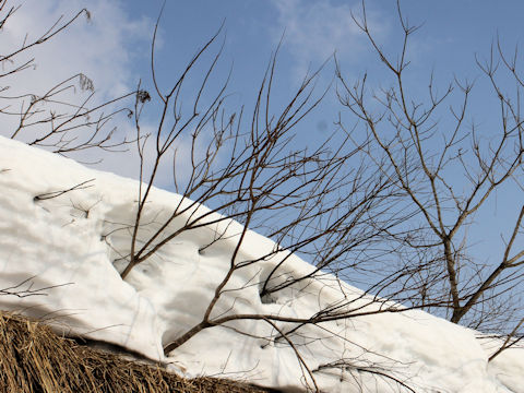 Rhus javanica