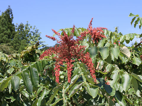 Rhus javanica