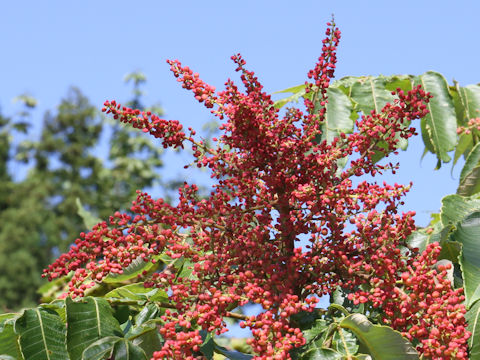 Rhus javanica