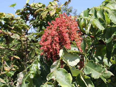 Rhus javanica