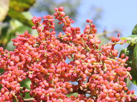 Rhus javanica