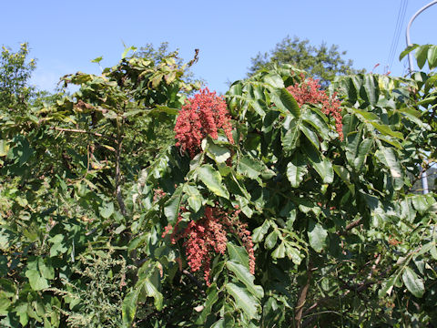 Rhus javanica