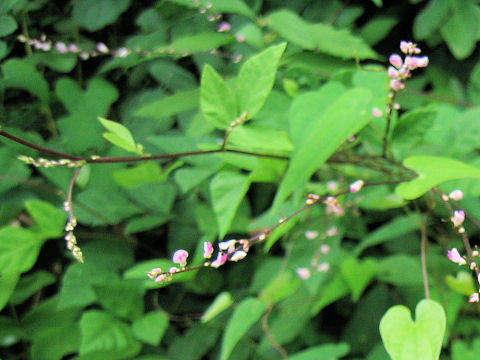 Desmodium oxyphyllum