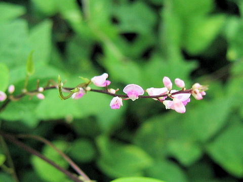 Desmodium oxyphyllum