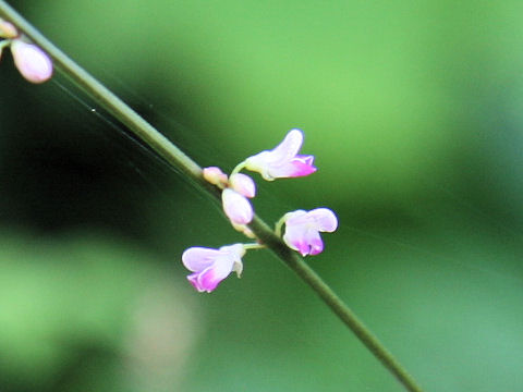 Desmodium oxyphyllum