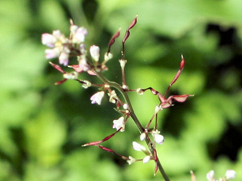 Desmodium oxyphyllum