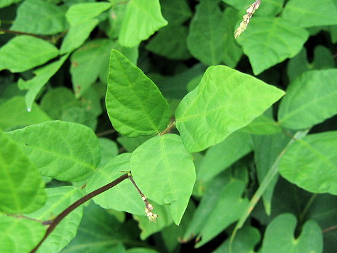 Desmodium oxyphyllum