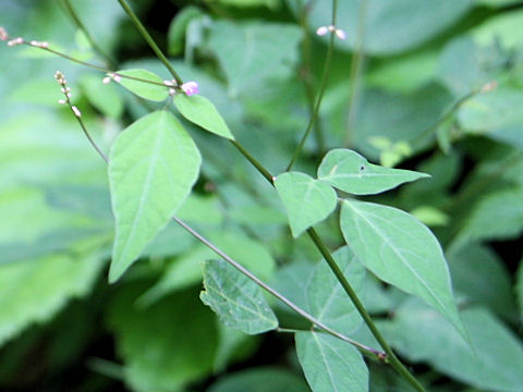 Desmodium oxyphyllum