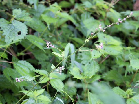 Desmodium oxyphyllum