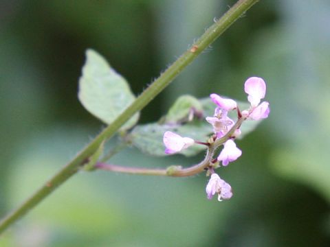 Desmodium oxyphyllum