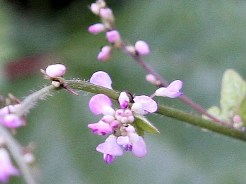 Desmodium oxyphyllum