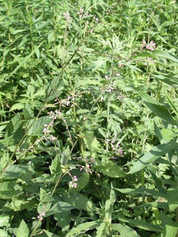 Desmodium oxyphyllum