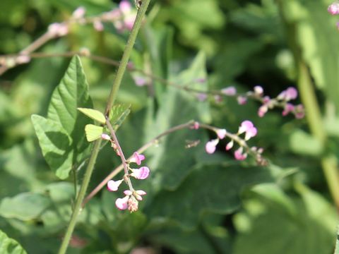 Desmodium oxyphyllum