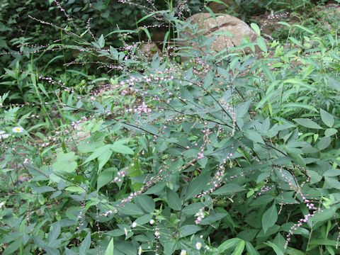 Desmodium oxyphyllum