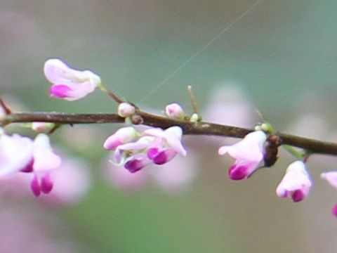 Desmodium oxyphyllum