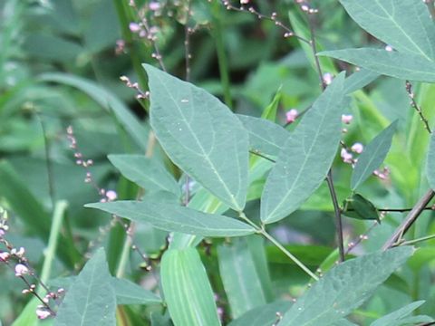 Desmodium oxyphyllum