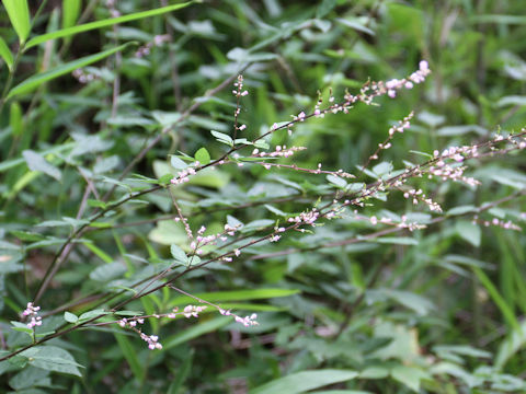 Desmodium oxyphyllum