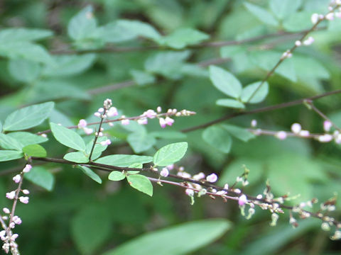 Desmodium oxyphyllum