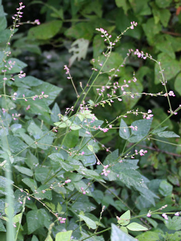 Desmodium oxyphyllum