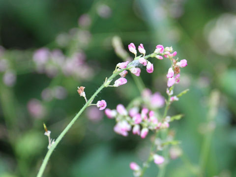 Desmodium oxyphyllum