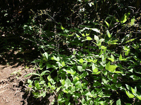 Desmodium oxyphyllum