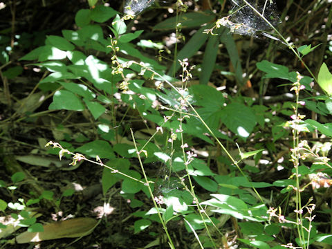 Desmodium oxyphyllum