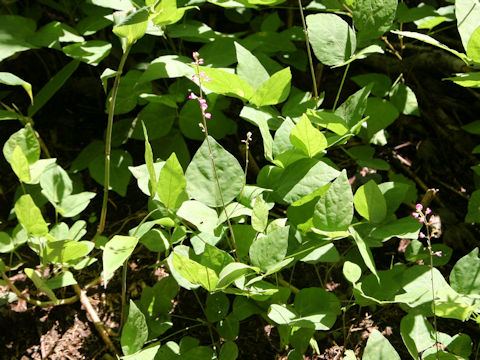 Desmodium oxyphyllum