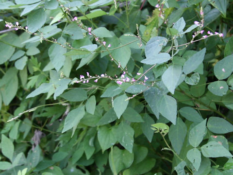 Desmodium oxyphyllum