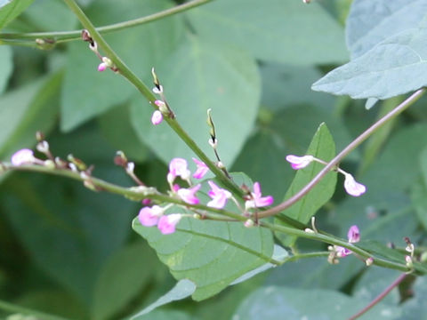 Desmodium oxyphyllum