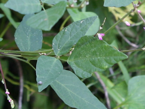 Desmodium oxyphyllum