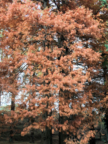 Taxodium distichum