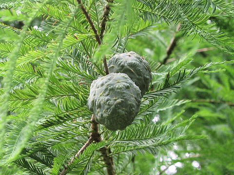 Taxodium distichum