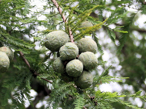 Taxodium distichum