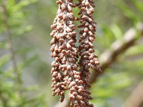 Taxodium distichum