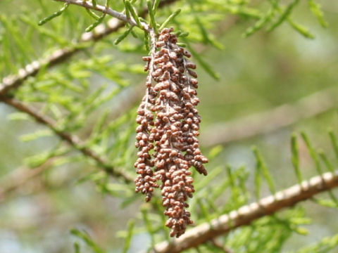 Taxodium distichum