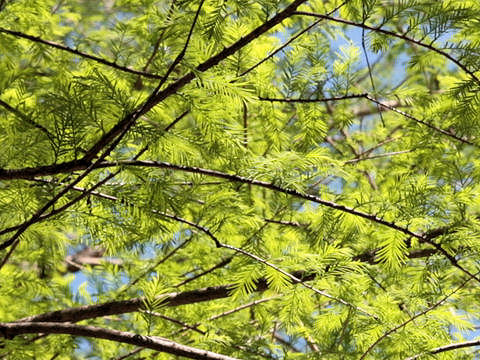 Taxodium distichum