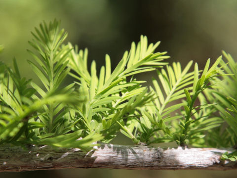 Taxodium distichum