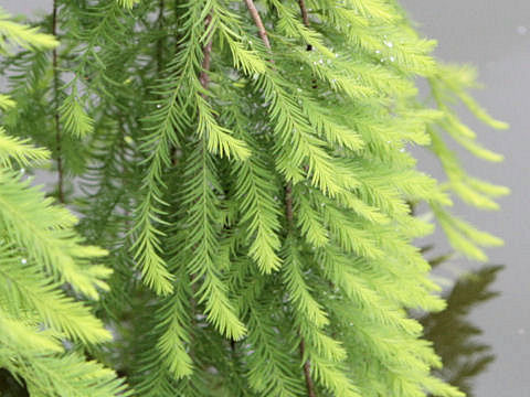 Taxodium distichum