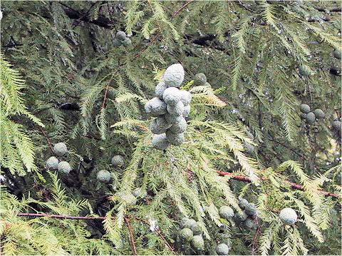 Taxodium distichum