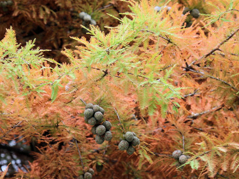 Taxodium distichum