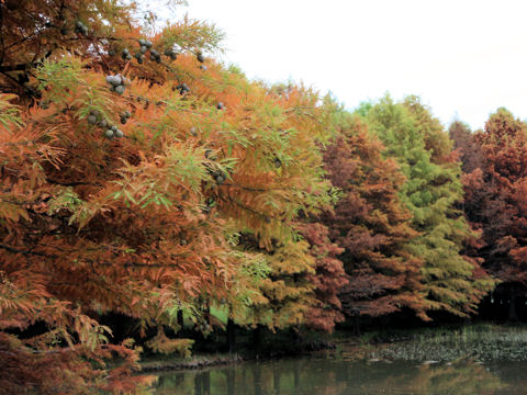 Taxodium distichum